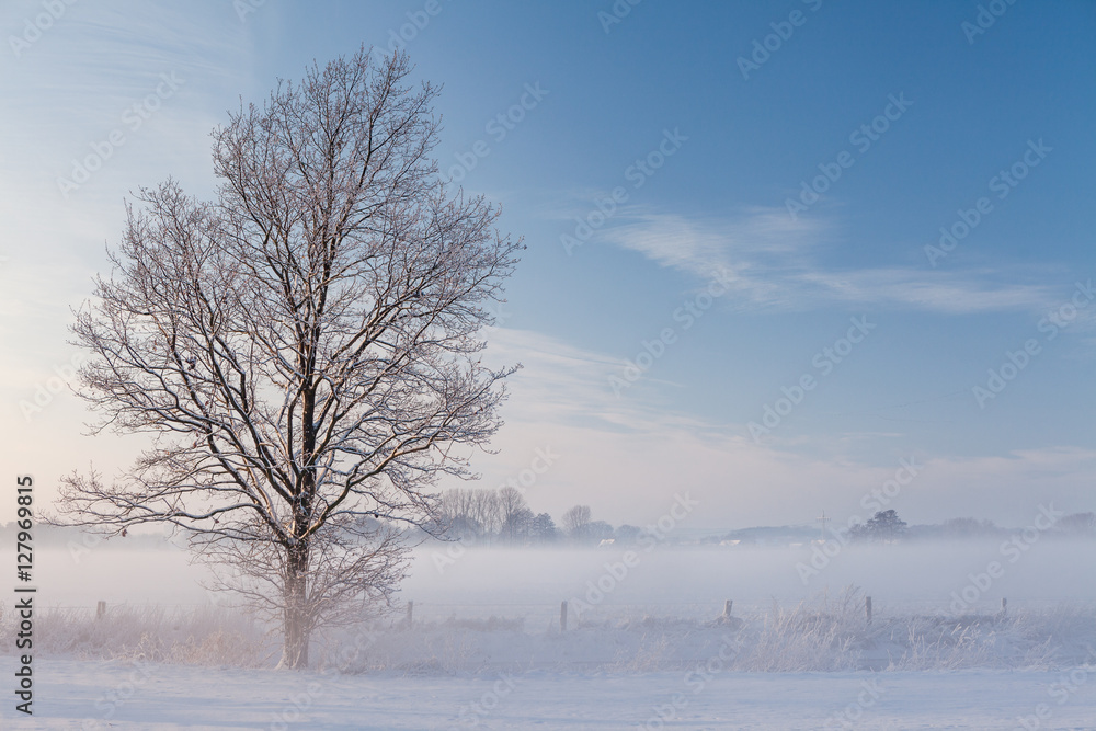 One icy tree standing in front of a fence on a field with snow One icy tree standing in front of a fence on a field with snow