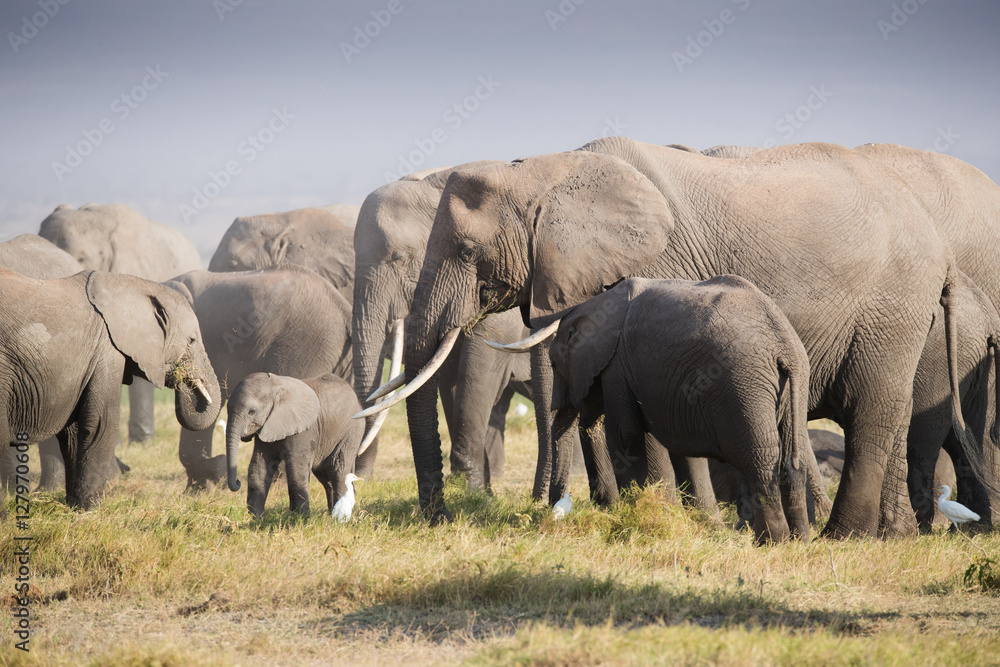 Fototapeta premium Elephants family on the african savannah