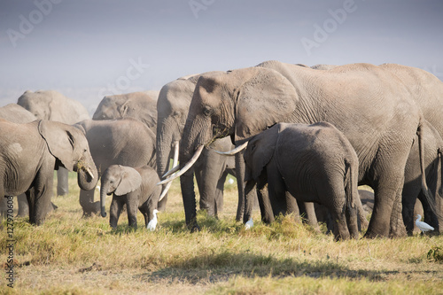 Elephants family on the african savannah