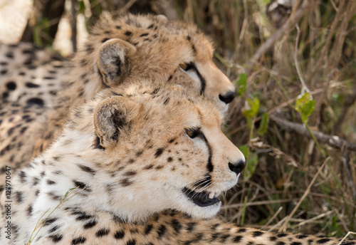 Photography Cheetah brothers in Masai Mara National Park,
