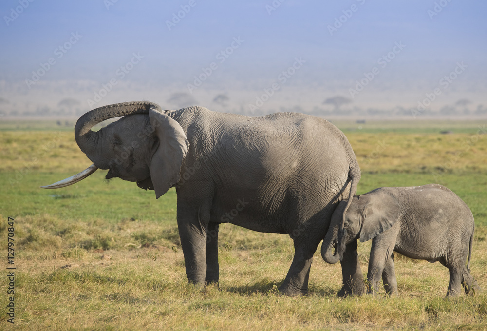 Obraz premium Elephants family on the african savannah