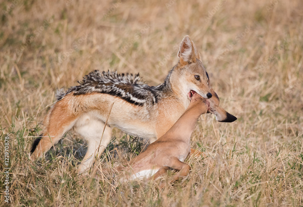 Naklejka premium Jackal hunter