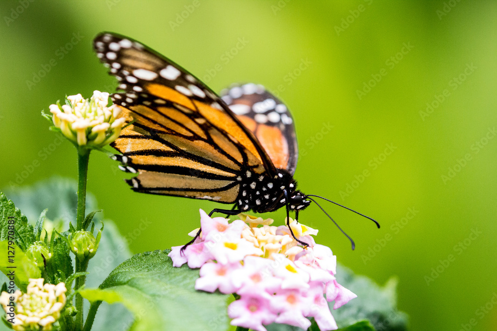 Monarch ganz nah Monarch ganz nah