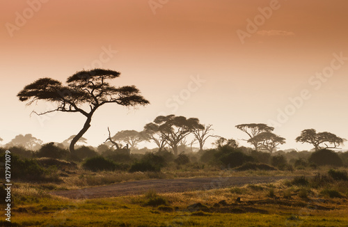 Amazing african landscape with acacia tree