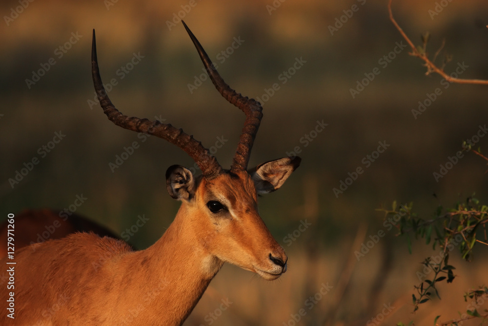 Portrait eines Impalas (Aepyceros melampus) im Okavango Delta, Botswana Portrait eines Impalas (Aepyceros melampus) im Okavango Delta, Botswana