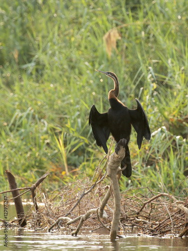 Afrikanischer Schlangenhalsvogel (Anhinga melanogaster rufa) breitet seine Flügel zum trocknen aus; Okavango Delta, Botswana photo