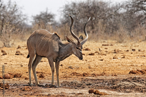 Kudu-Bulle im Etosha Nationalpark  Namibia