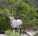 Magnificent Gemsbok Antelope standing at a treeline