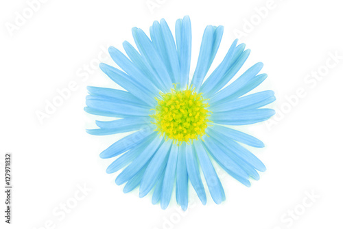 flower isolated on white