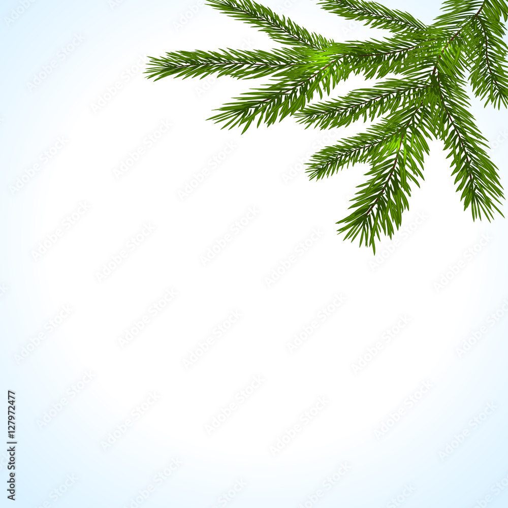 Green branches of a Christmas tree on a white background. illustration