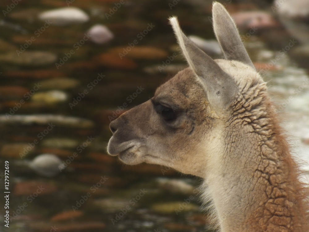 Focus on wild guanaco head by the river watching the movement around it.