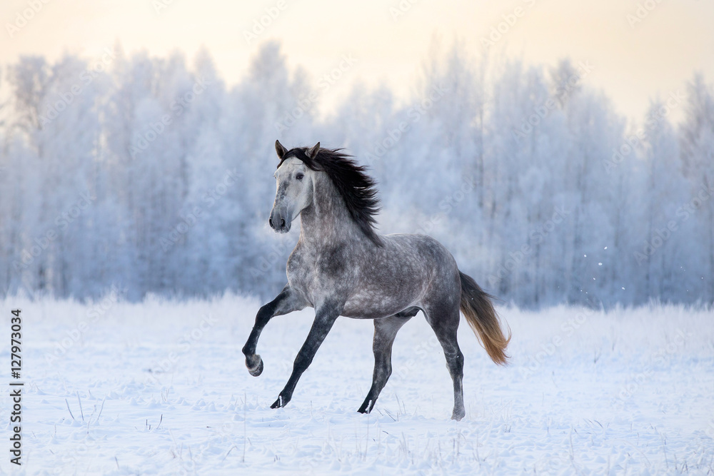 Fototapeta premium Andalusian horse on winter background
