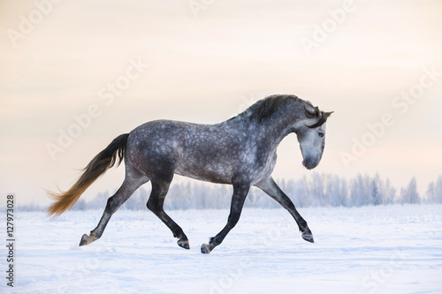 Fototapeta Naklejka Na Ścianę i Meble -  Andalusian grey horse in winter sunset