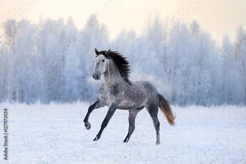 Andalusian horse on winter background © Alexia Khruscheva