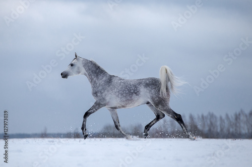 Arabian horse on winter stormy background