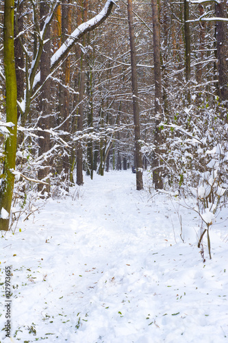 frosty winter landscape in snowy forest against blue sky - grunge filter photo