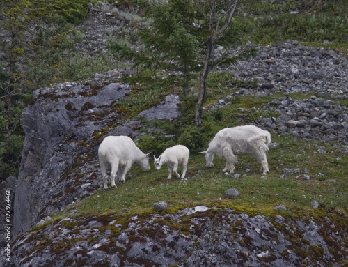 Mountain Goats, Alaska