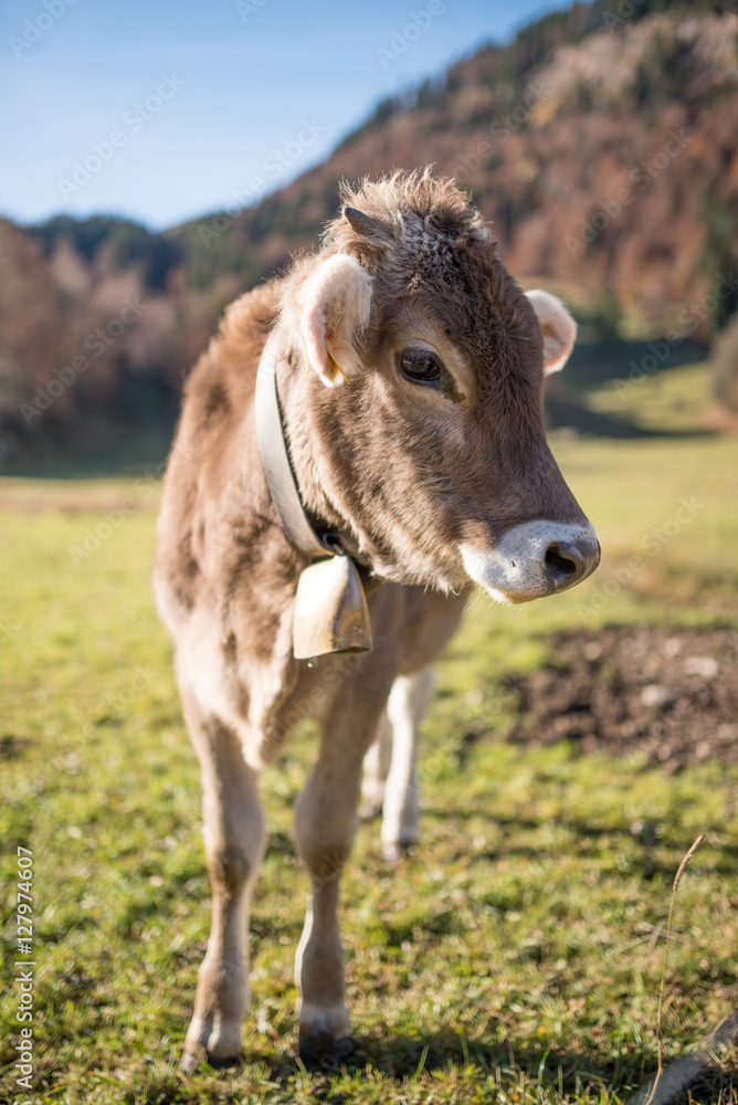 Glückliche Kuh im Allgäu