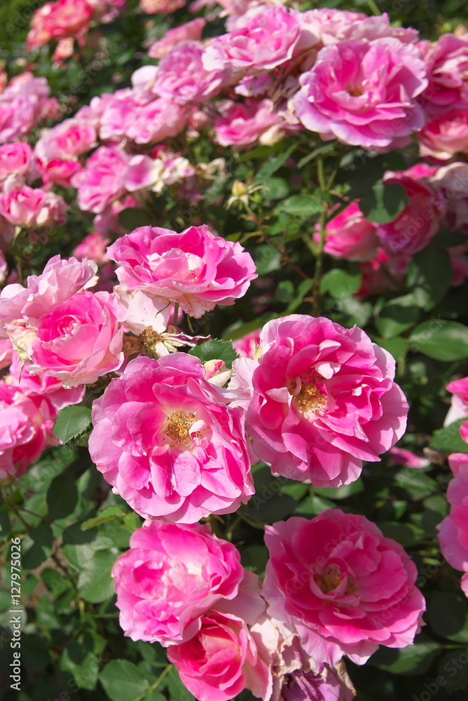 薔薇 薔薇