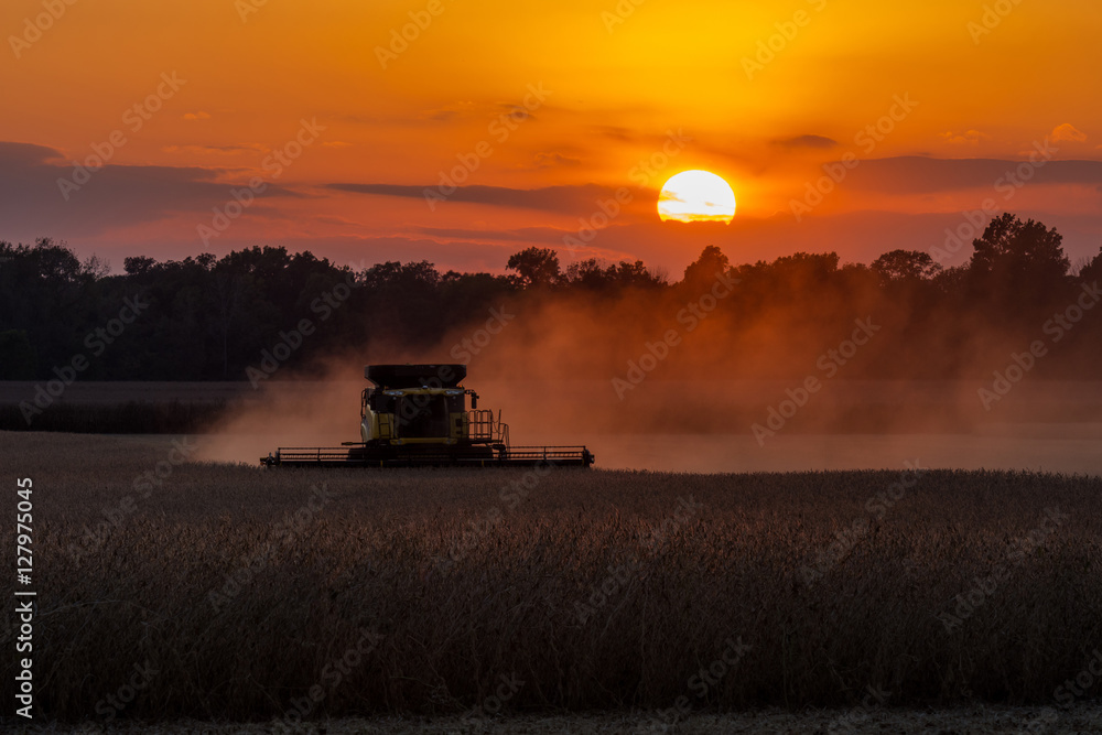 Fototapeta premium Harvest