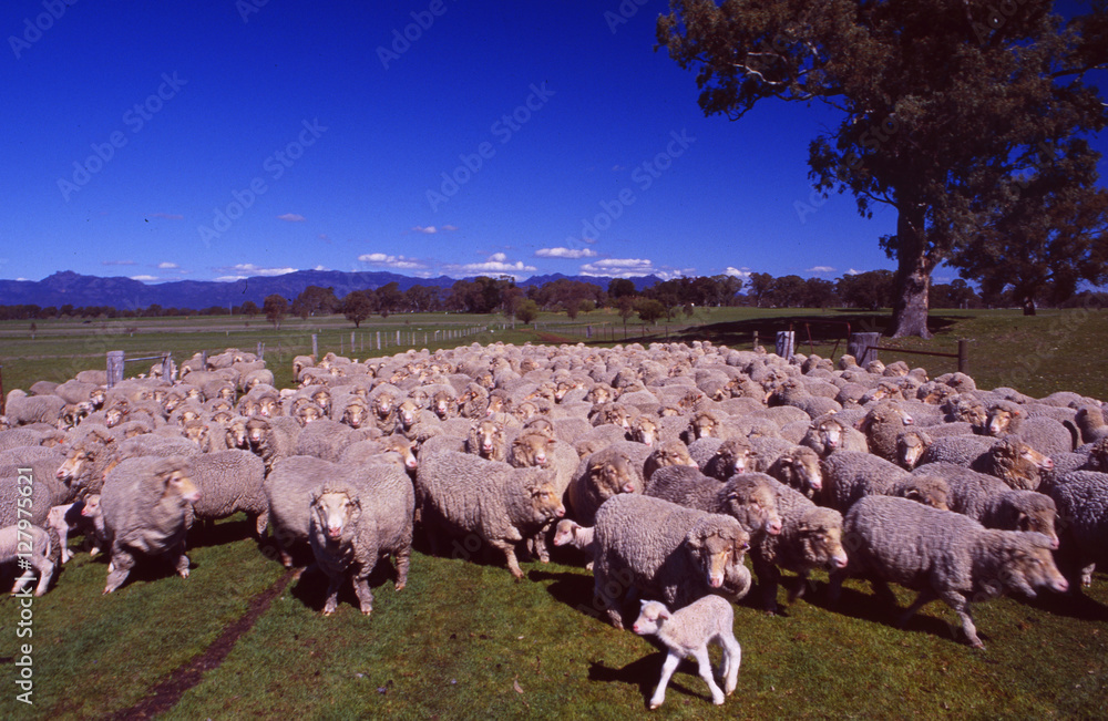 Victoria: Auf der Schaffarm Glen Isla laufen Tausende Wollknäuel herum
