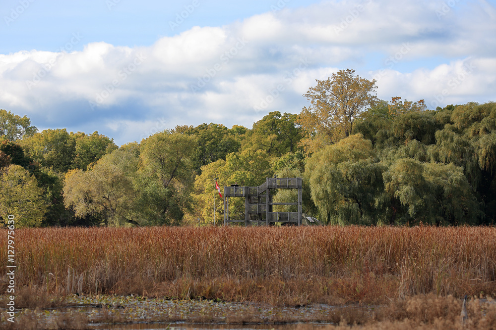 Marsh in autumn with reeds and willows