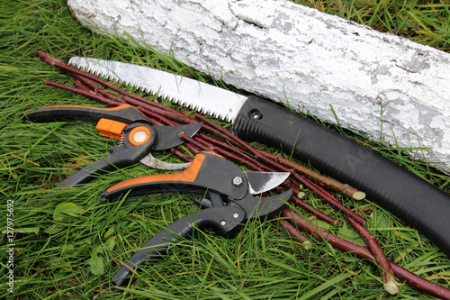 Modern secateurs, a garden hacksaw, pruned young apple branches and sawn off whitewashed apple trunk on the lawn grass in the autumn garden photo