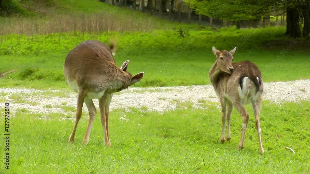deer grazing in bavaria germany deer grazing in bavaria germany
