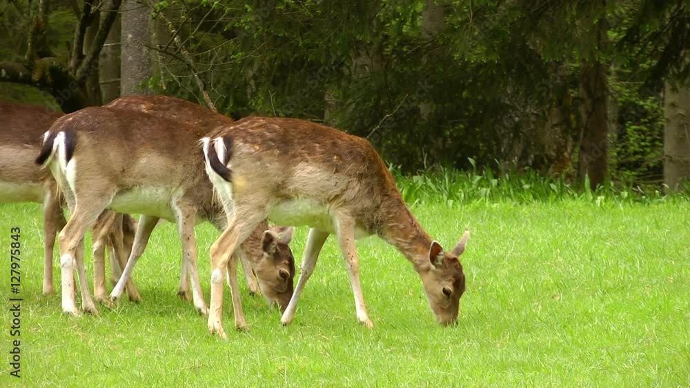 deer grazing in bavaria germany deer grazing in bavaria germany