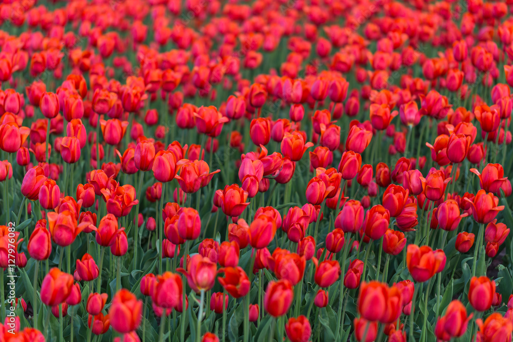 Red tulips. Tulips. Shallow depth of field. Red tulips. Tulips. Shallow depth of field.