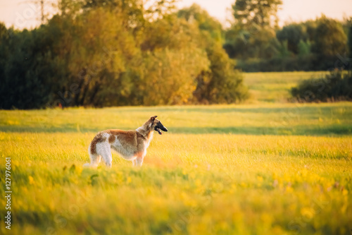 Russian Dog, Borzoi In Summer Meadow Or Field At Sunset