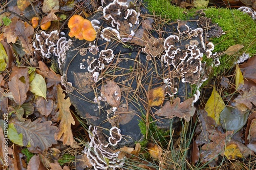 Brown hub with light cream edge in the beautiful autumn scenery photo