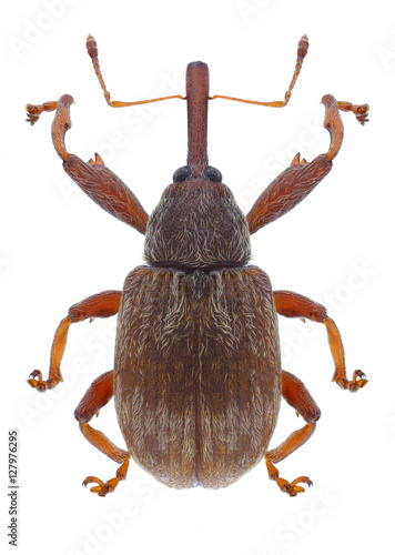 Beetle Anthonomus rectirostris on a white background photo
