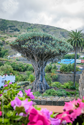 Dragon Tree (Dracaena draco) Drago Milenario, Icod de los Vinos, Tenerife