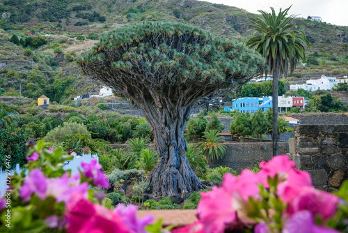 Dragon Tree (Dracaena draco) Drago Milenario, Icod de los Vinos, Tenerife photo