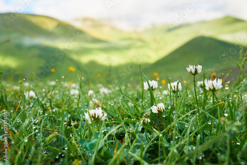 Φωτογραφία White clover flowers in the grass with dew early morning