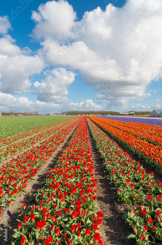 endless rows of blooming tulips