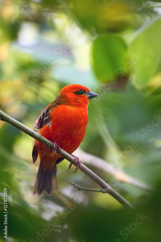 The red fody (Foudia madagascariensis) seated on the branch
