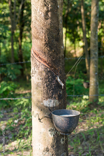 Rubber Latex of rubber trees in rubber garden