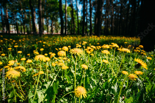Fototapeta Naklejka Na Ścianę i Meble -  Spring yellow wild flowers dandelions field meadow