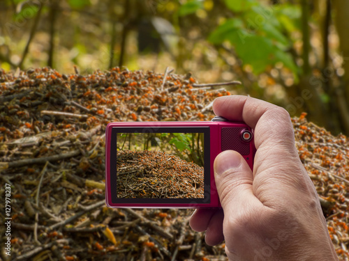 Anthill in forest in camera viewfinder
