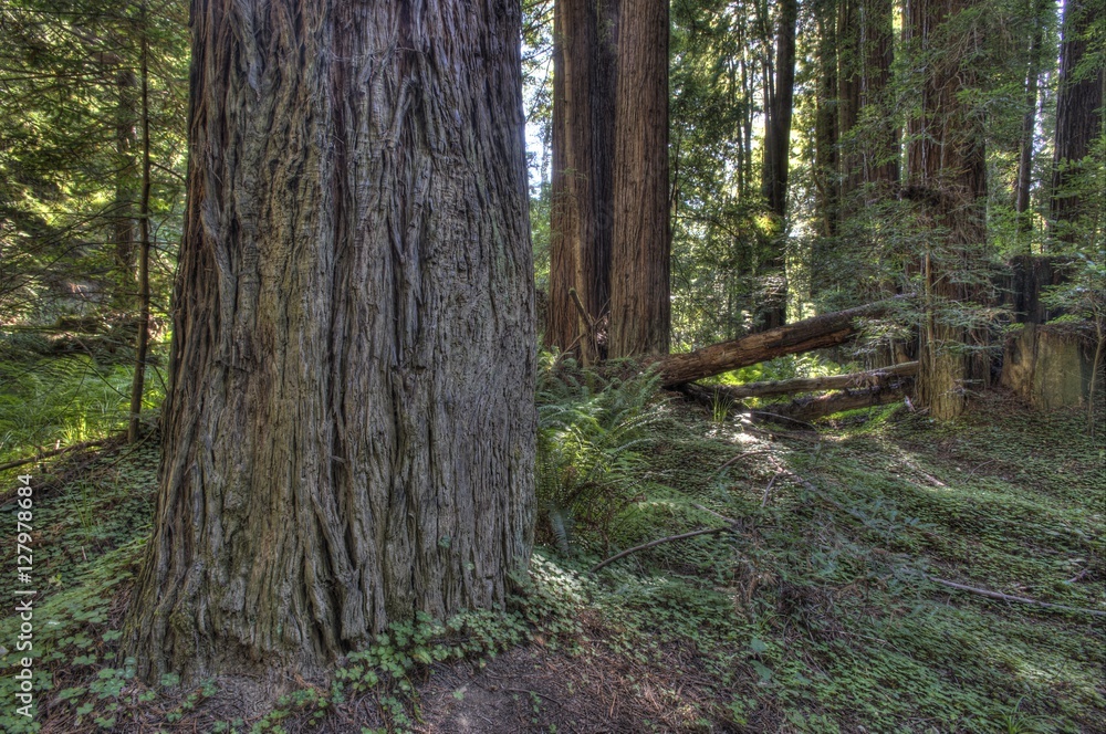 Navarro Redwoods, California Navarro Redwoods, California