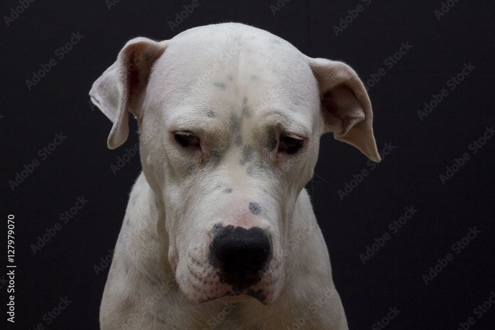 Dog/Maya Dog/Maya