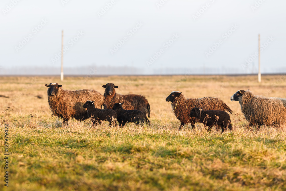 Naklejka premium Стадо овец на лугу