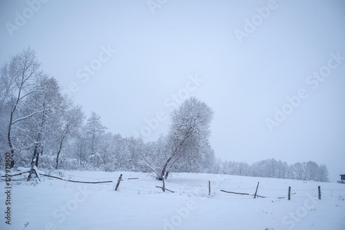 trees in the snow © lanarusfoto