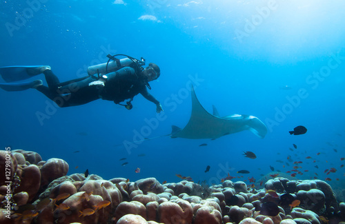 Diver swimms with manta ray