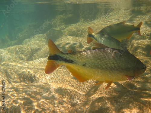 Fish of the piraputanga species swimming in the crystalline waters of the Rio de la Plata de Bonito, Brazil. photo