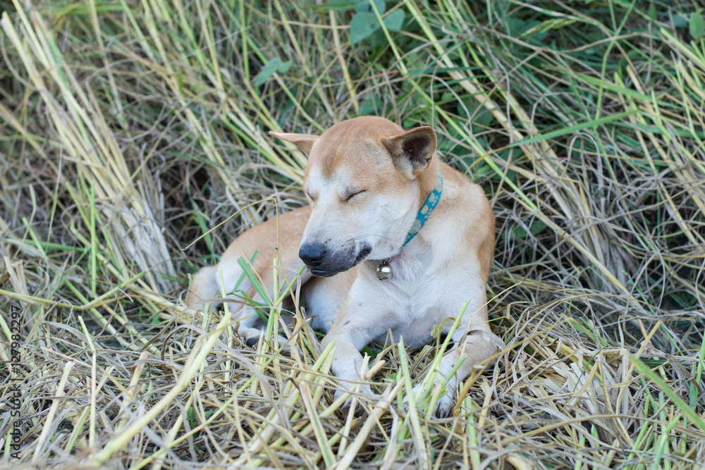 Young Female Golden retriever sleep at old rice straw after play Young Female Golden retriever sleep at old rice straw after play