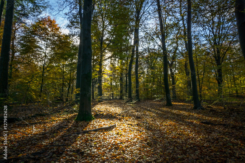 Fototapeta premium The sun peaking through the leaves in the autumn coloured wood.
