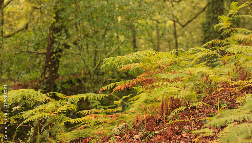 Naklejka premium EL BOSQUE ENCANTADO
